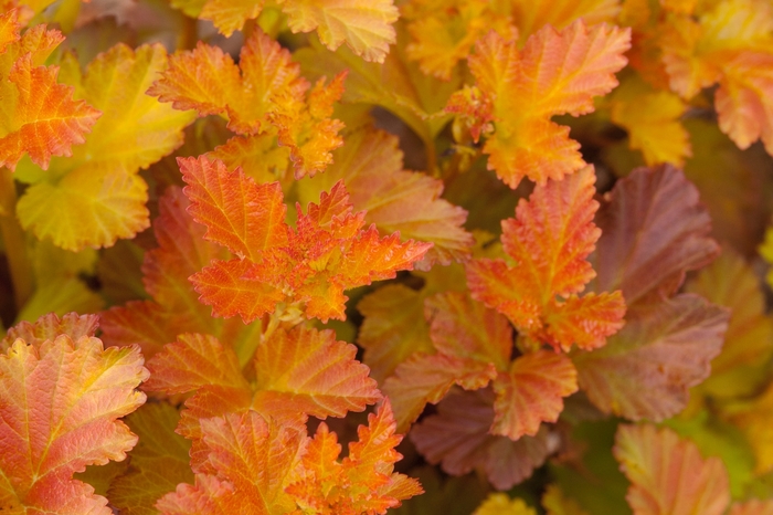 Amber Jubilee™ Ninebark - Physocarpus opulifolius 'Jefam' 