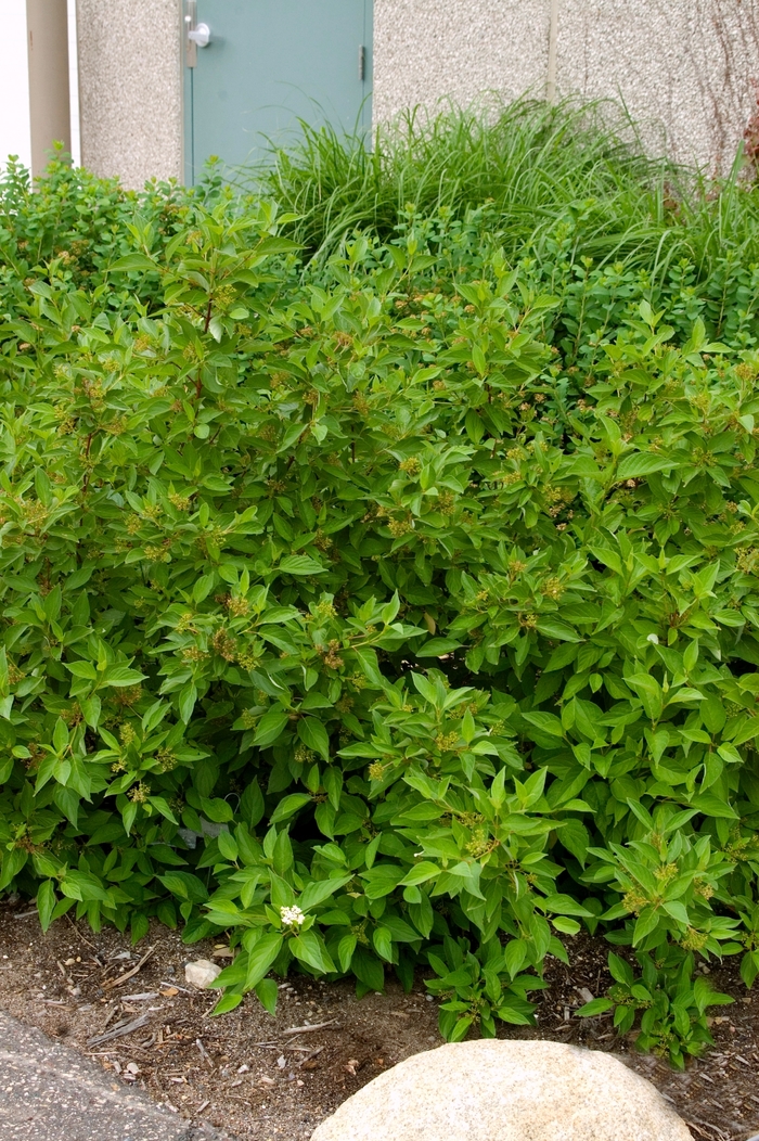 Firedance™ Dogwood - Cornus sericea Firedance™ Dogwood - Cornus sericea
