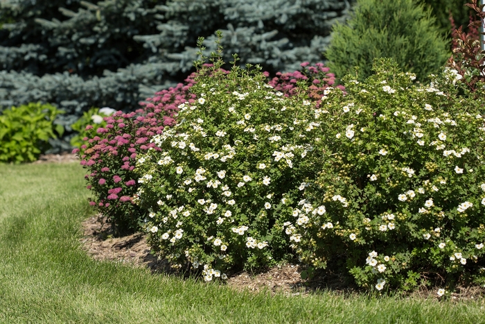 Creme Brule™ Potentilla - Potentilla fruticosa Creme Brule™ Potentilla - Potentilla fruticosa
