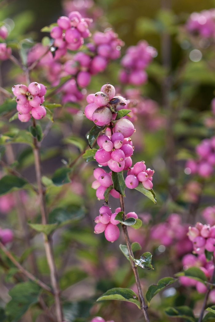 'Candy™' Coral Berry - Symphoricarpos x doorenbosii