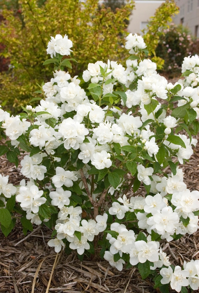 Snow White™ Mockorange - Philadelphus Snowwhite Fantasy Snow White™ Mockorange - Philadelphus Snowwhite Fantasy