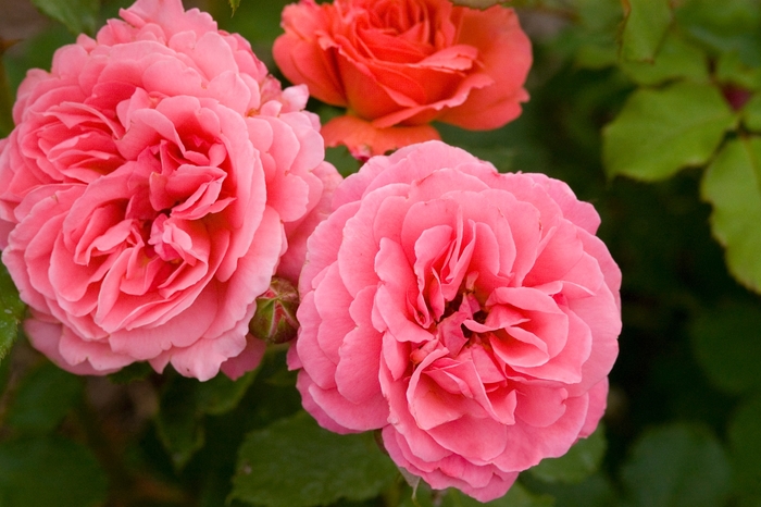 Easy Elegance® 'Kiss Me' Rose - Rosa 'BAIsme' PP18506