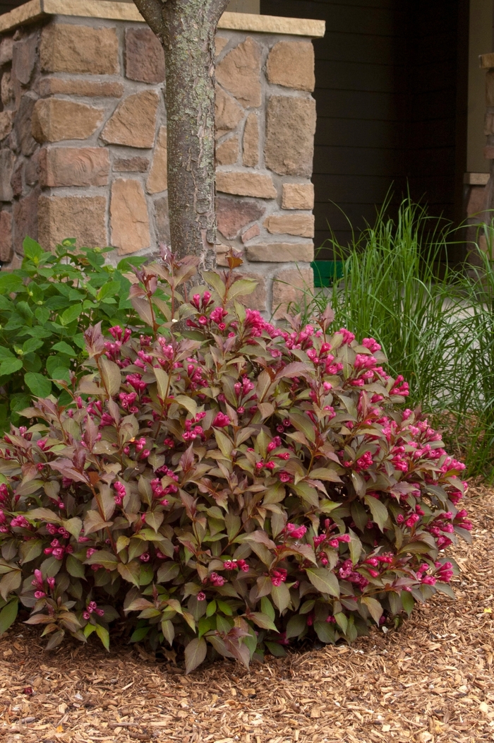 Shining Sensation™ Weigela - Weigela florida 'Shining Sensation' Shining Sensation™ Weigela - Weigela florida 'Shining Sensation'