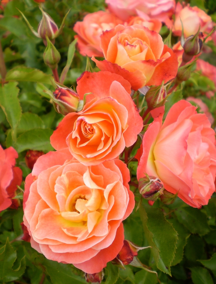 Easy Elegance® 'Coral Cove' - Rosa 'BAIove' Easy Elegance® 'Coral Cove' - Rosa 'BAIove'