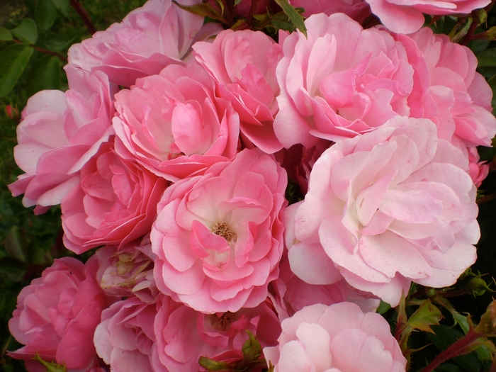 Easy Elegance® 'Pinktopia' Rose - Rosa 'BAImas'