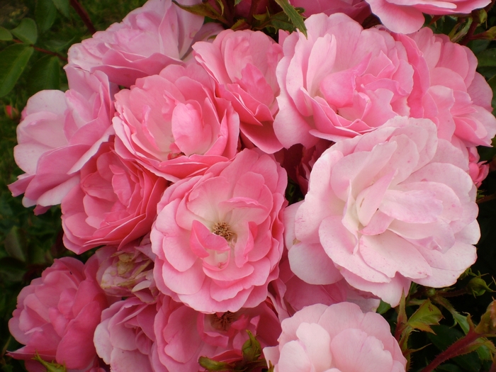 Easy Elegance® 'Pinktopia' Rose - Rosa 'BAImas' Easy Elegance® 'Pinktopia' Rose - Rosa 'BAImas'