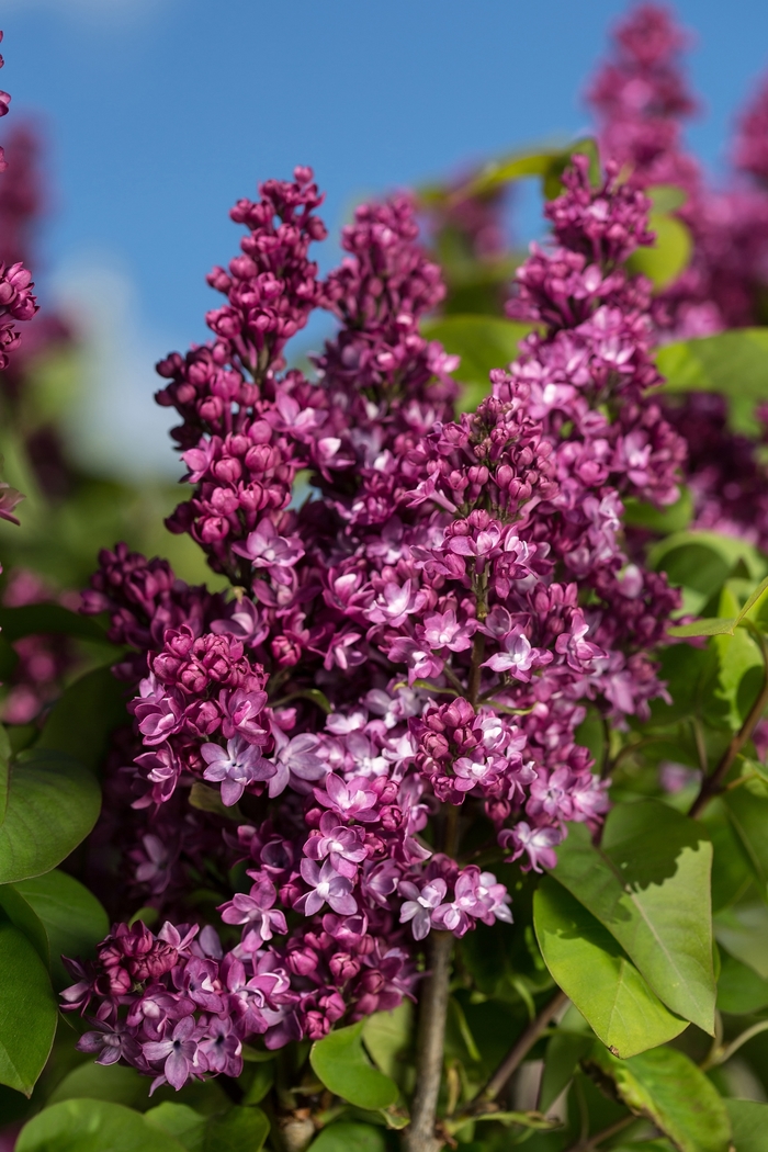 'Virtual Violet™' Lilac - Syringa 'Virtual Violet™' Lilac - Syringa