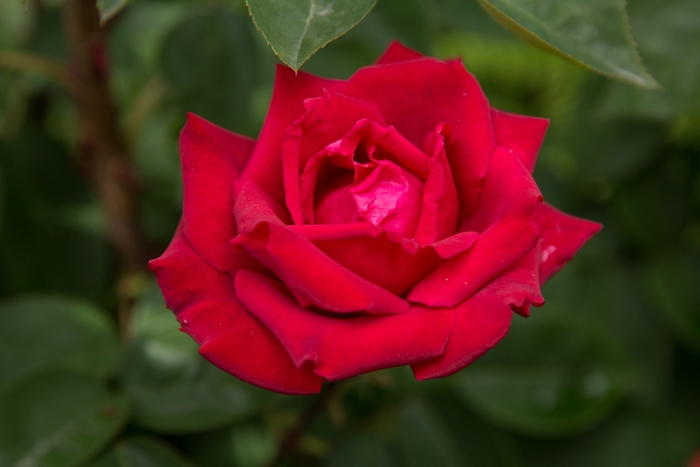Kashmir Rose - Rosa 'BAImir'