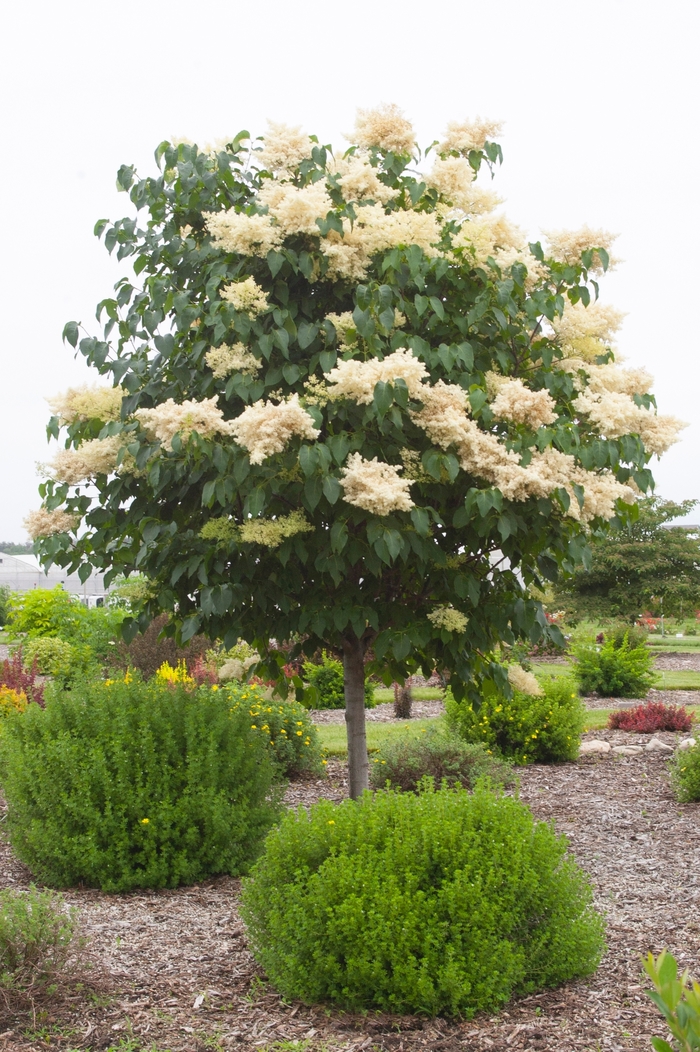 Snowdance™ Japanese Tree Lilac - Syringa reticulata Bailnce Snowdance™ Japanese Tree Lilac - Syringa reticulata Bailnce