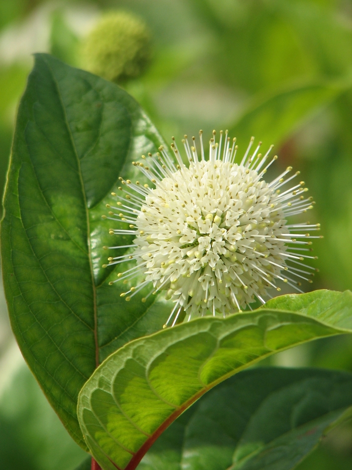 Fiber Optics® - Cephalanthus occidentalis 'Bailoptics'