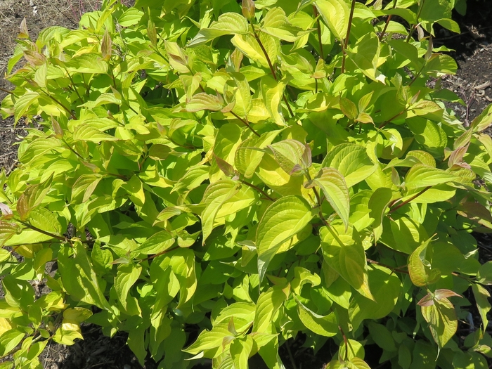 Neon Burst™ Dogwood - Cornus alba 'Neon Burst' Neon Burst™ Dogwood - Cornus alba 'Neon Burst'