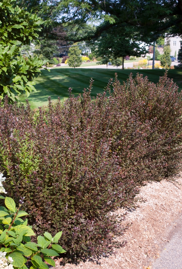 'Little Devil™' Ninebark - Physocarpus opulifolius 'Little Devil™' Ninebark - Physocarpus opulifolius