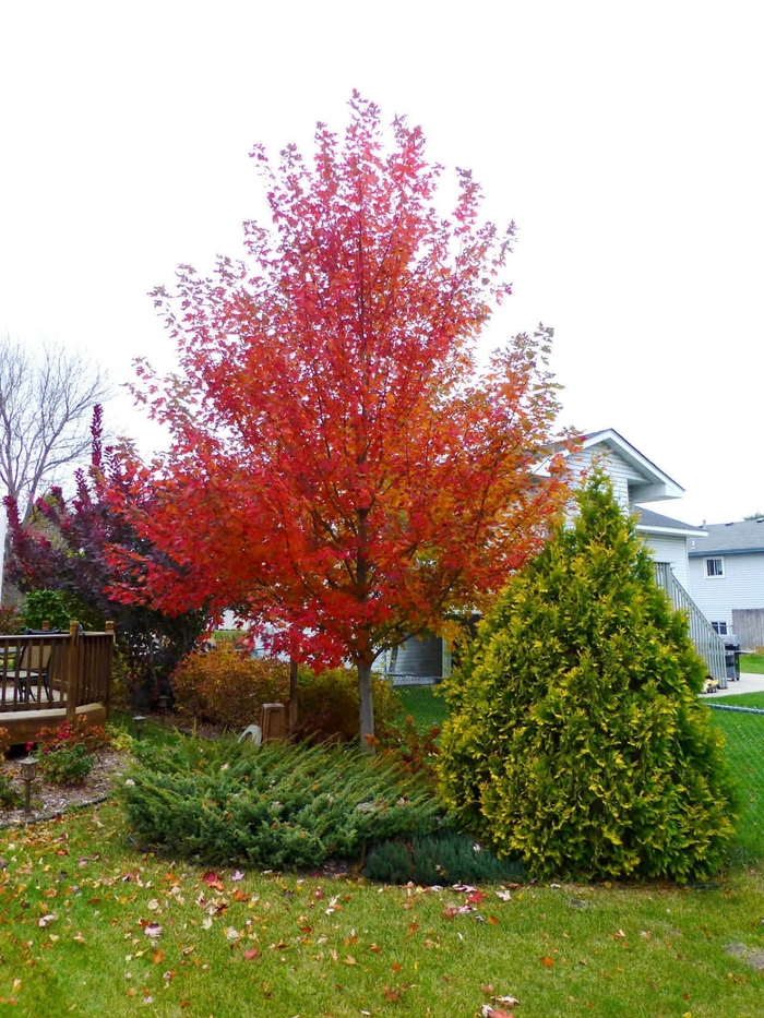 Matador™ Maple - Acer x freemanii Bailston Matador™ Maple - Acer x freemanii Bailston