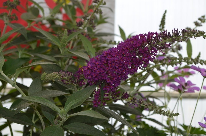 Butterfly Bush - Buddleia davidii 'Buzz® Magenta Improved' Butterfly Bush - Buddleia davidii 'Buzz® Magenta Improved'