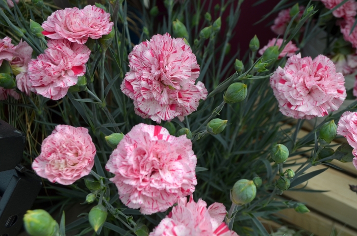 Border Carnation - Dianthus 'Devon Cottage™ Pinball Wizard'