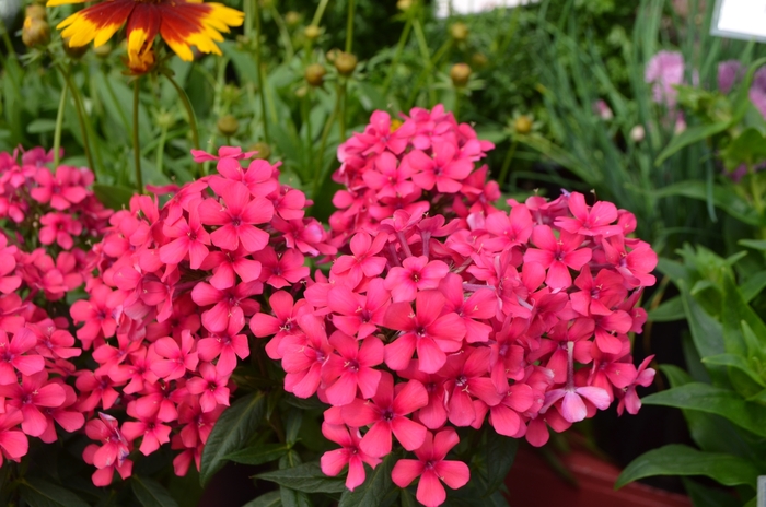 Garden Phlox - Phlox paniculata 'Flame™ Red' Garden Phlox - Phlox paniculata 'Flame™ Red'