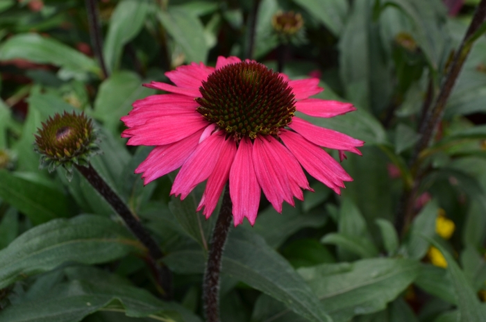 Coneflower - Echinacea 'Sensation Pink' Coneflower - Echinacea 'Sensation Pink'