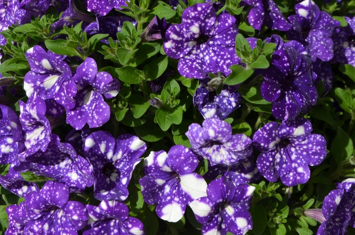 Petunia - Petunia 'Headliner™ Night Sky'