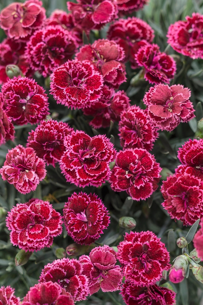 Fruit Punch® 'Black Cherry Frost' - Dianthus hybrid 