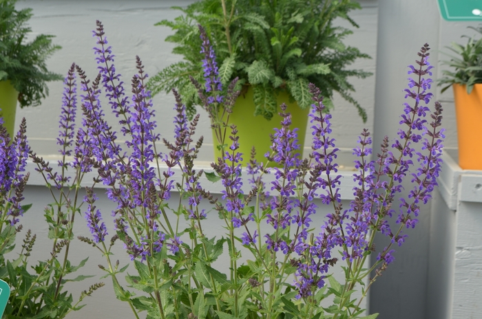 Meadow Sage - Salvia nemerosa 'Marcus® ' Meadow Sage - Salvia nemerosa 'Marcus® '