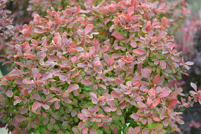 Golden Ruby® Barberry - Berberis thunbergii ''Goruzam''