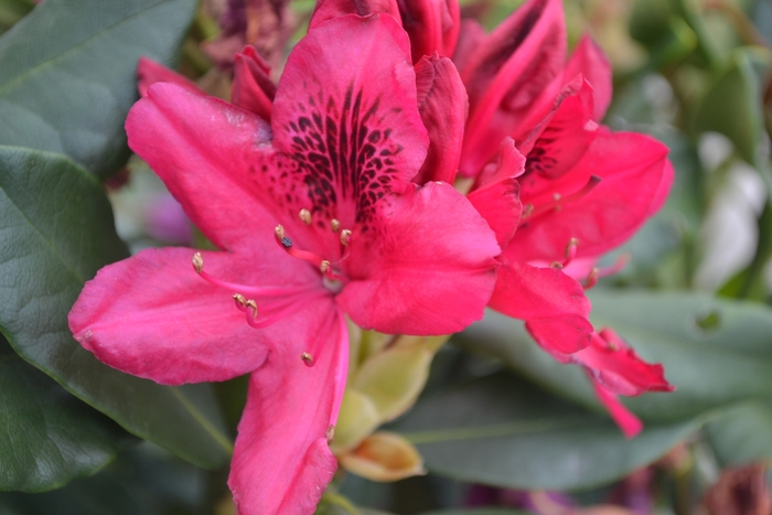 'Nova Zembla' Rhododendron - Rhododendron 'Nova Zembla' 'Nova Zembla' Rhododendron - Rhododendron 'Nova Zembla'