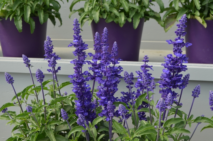 Salvia - Salvia farinacea Sallyfun™ 'Deep Ocean' Salvia - Salvia farinacea Sallyfun™ 'Deep Ocean'