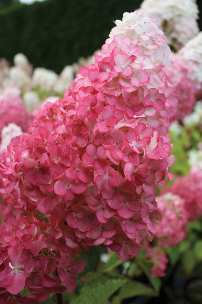 Image of Hydrangea paniculata Renhy image 3