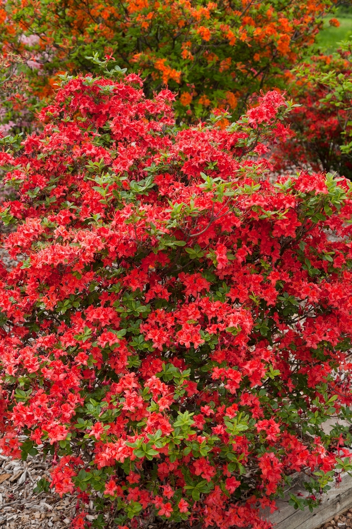 Electric Lights™ 'Red' - Rhododendron (Azalea)
