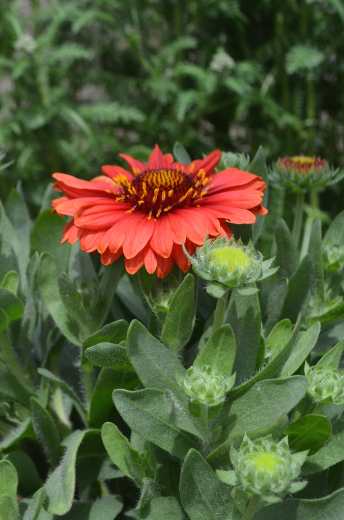 Blanket Flower - Gaillardia aristata 'SpinTop Red'
