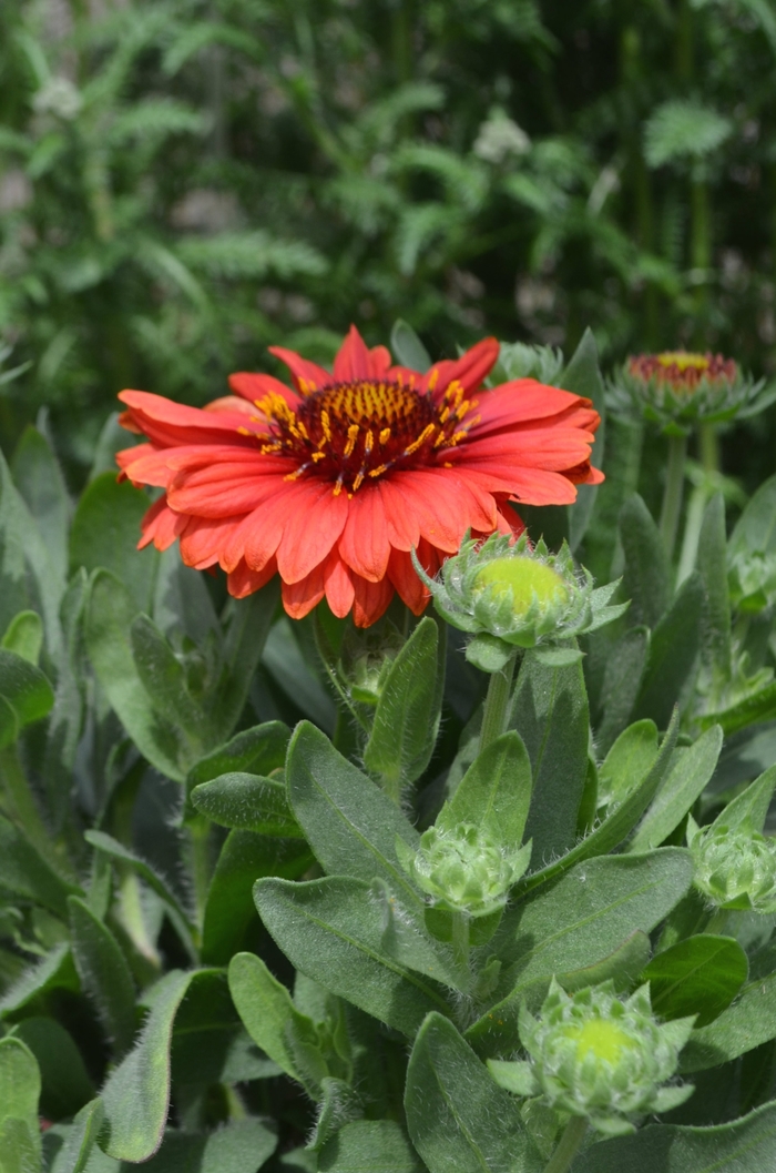 Blanket Flower - Gaillardia aristata 'SpinTop Red' Blanket Flower - Gaillardia aristata 'SpinTop Red'