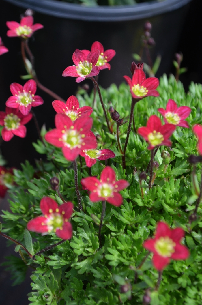 Rockfoil - Saxifraga x arendsii 'Touran™ Scarlet' Rockfoil - Saxifraga x arendsii 'Touran™ Scarlet'