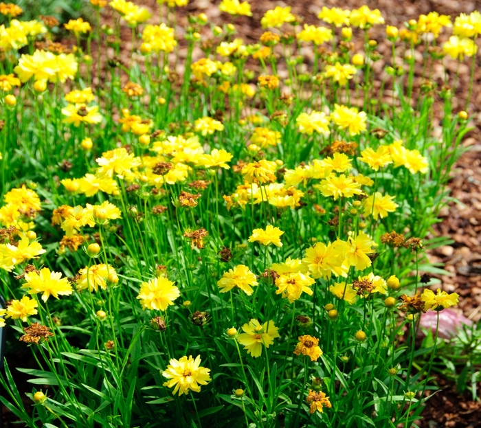 Tickseed - Coreopsis 'Leading Lady Charlize'