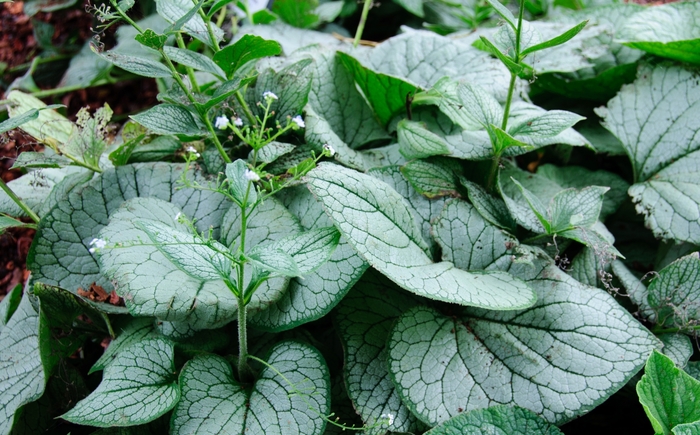Sea Heart Brunnera - Brunnera macrophylla ''Sea Heart'' Sea Heart Brunnera - Brunnera macrophylla ''Sea Heart''