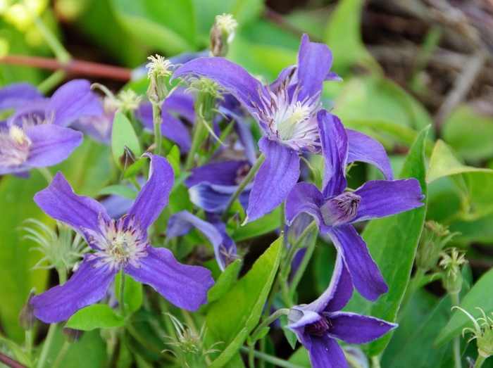 Clematis - Clematis Sapphire Indigo™