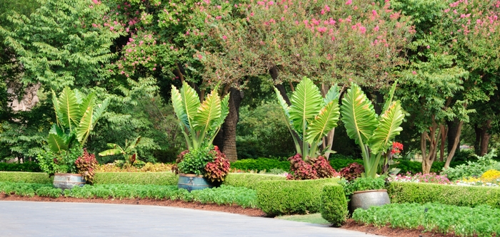 Alocasia (Elephant's Ear) - Alocasia wentii 'Regal Shields' Alocasia (Elephant's Ear) - Alocasia wentii 'Regal Shields'
