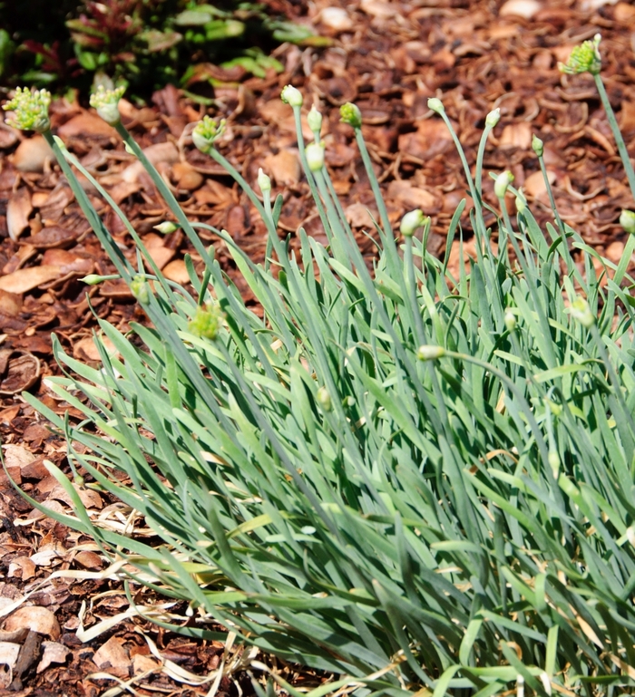 Ornamental Onion - Allium senesens 'Blue Eddy' Ornamental Onion - Allium senesens 'Blue Eddy'