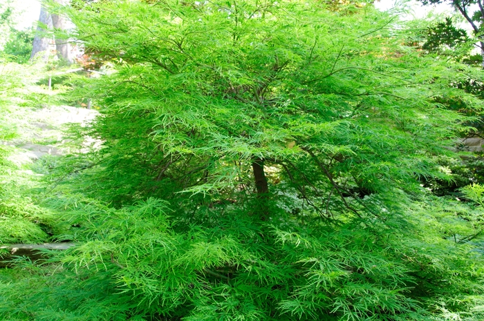 Viridis Japanese Maple - Acer palmatum var. dissectum 'Viridis' (Japanese Maple) Viridis Japanese Maple - Acer palmatum var. dissectum 'Viridis' (Japanese Maple)