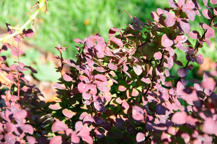 Barberry - Berberis thunbergii 'Orange Rocket' Barberry - Berberis thunbergii 'Orange Rocket'