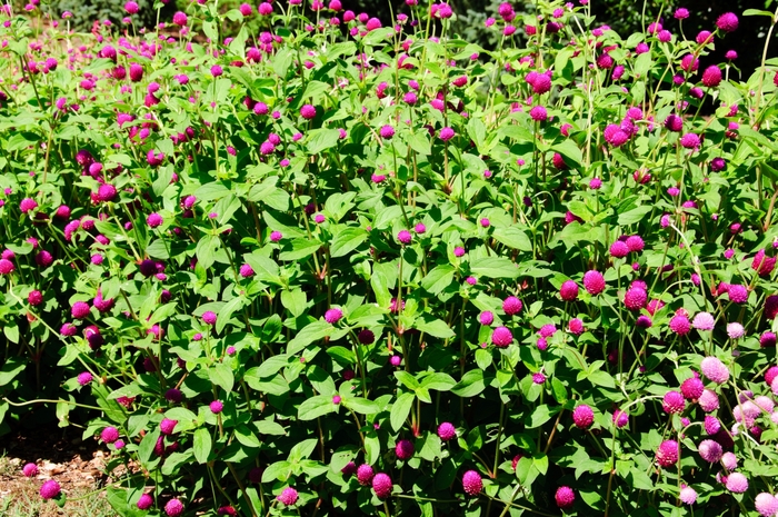 Gomphrena - Gomphrena globosa 'Ping Pong Purple'