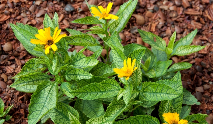 False Sunflower - Heliopsis 'Sunstruck'