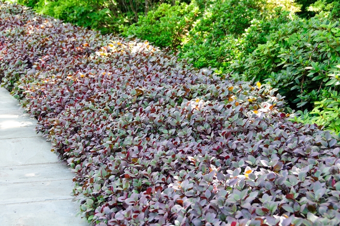 Alternanthera - Alternanthera 'Little Ruby'