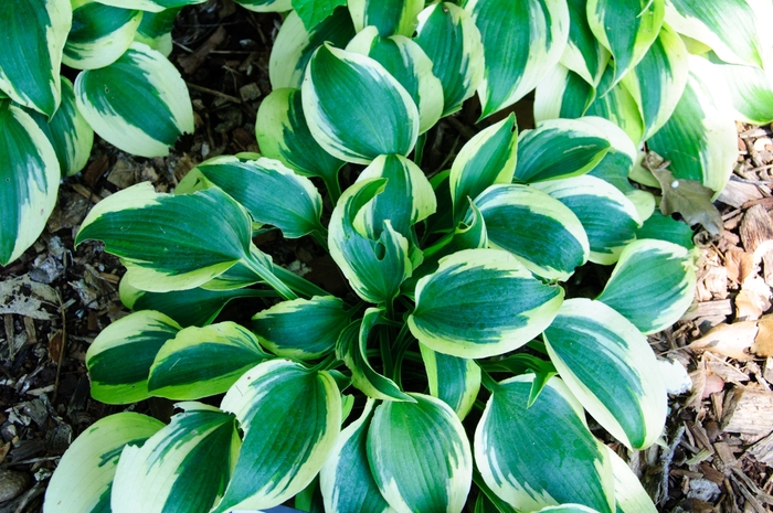 Shadowland® Autumn Frost - Hosta hybrid