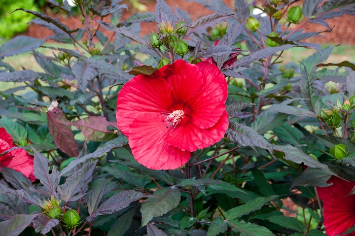 Rose Mallow - Hibiscus 'Midnight Marvel'