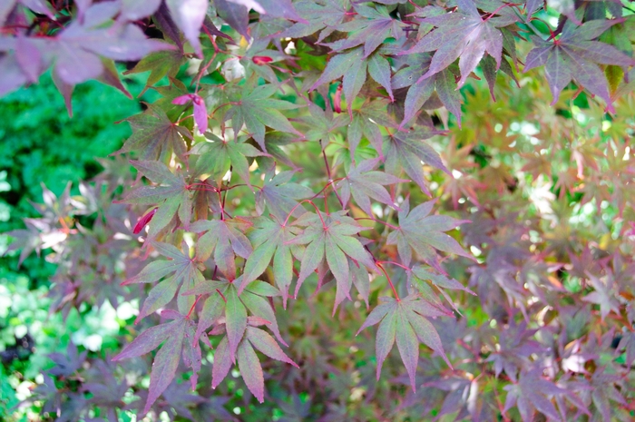 Fireglow Japanese Maple - Acer palmatum Fireglow Japanese Maple - Acer palmatum
