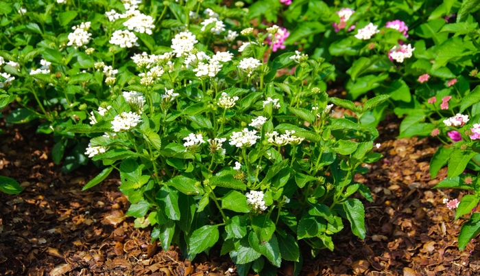 Luscious ® Lantana - Lantana camara 'Pina Colada' Luscious ® Lantana - Lantana camara 'Pina Colada'