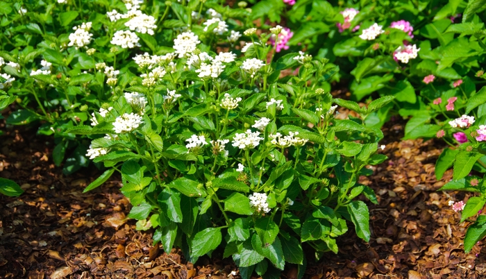 Luscious ® Lantana - Lantana camara 'Pina Colada'