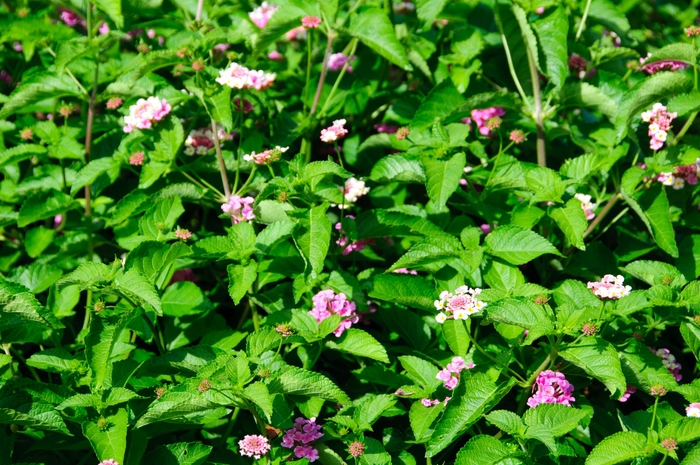 Luscious ® Lantana - Lantana camara 'Luscious® Pinkberry Blend' Luscious ® Lantana - Lantana camara 'Luscious® Pinkberry Blend'