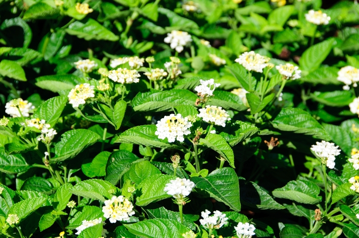 Lucky Lemon Glow Lantana - Lantana Lucky Lemon Glow Lucky Lemon Glow Lantana - Lantana Lucky Lemon Glow