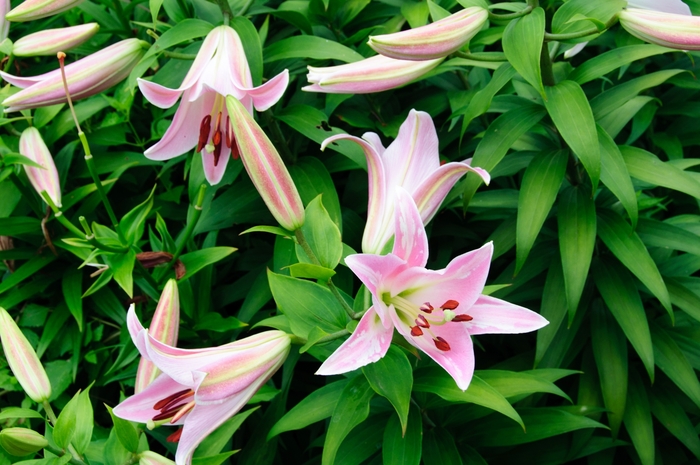 Oriental Lily - Lilium orientalis 'Table Dance'